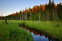 Wetlands and forest landscape with tussock grass, Sweden, Scandinavia, Summer.