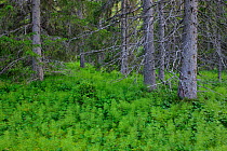 Boreal orest landscape with horsetail, Sweden, Scandinavia, Summer.