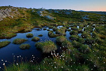 Wetlands landscapes with Tussock cottongrass (Eriophorum vaginatum) Sweden, Scandinavia