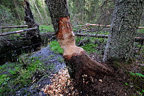 Damage to tree trunk by Beaver (Castor fiber) within boreal forest, Estonia, Spring.