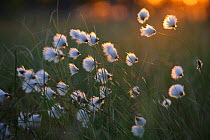 Cotton grass (Eriophorum sp) in sunlight on wetland, Estonia