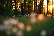 Cotton grass (Eriophorum sp) in sunlight on wetland, Estonia