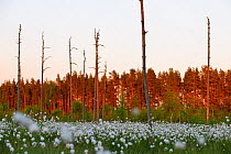 Sunset over boreal forest with dead trees standing and Cotton grass (Eriophorum sp) iflowering in the foreground. Estonia