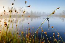 Misty morning with reflections on lake and dragonfly hanging from sedge, Estonia