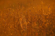 Spider webs illuminated in dawn light, grassland, Estonia