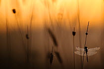 Misty morning with dragonfly silhouetted in dawn light, on lake, Estonia