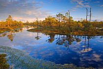 Reflections over wetland pools, Estonia