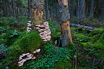 Bracket fungi (Innotus radiatus) growng on dead pine trees in boreal forest, Estonia