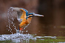 Common kingfisher (Alcedo atthis) taking off from water with fish, Estonia