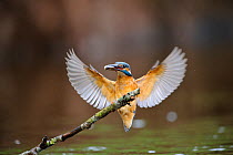 Common kingfisher (Alcedo atthis) landing on branch with fish, Estonia