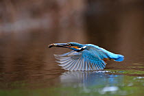 Common kingfisher (Alcedo atthis) flying low across river with a fish, Estonia