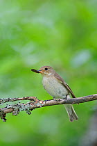 Pied flycatcher (Ficedula hypoleuca) female, perched on a branch with insect prey, Estonia,