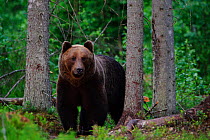 Large male Brown bear (Ursus arctos) in woodland habitat, Estonia