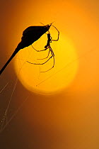Spider (Segestriidae) web building, sillhouetted against the rising sun, Estonia
