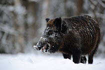 Wild boar ( Sus scrofa) in the snow, Winter, Estonia.