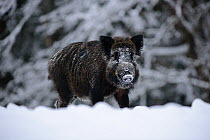 Wild boar( Sus scrofa)  foraging in the snow, Winter, Estonia