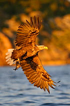 White tailed eagle (Haliaeetus albicilla) flying over water, Atlantic ocean, Flatanger, Norway, Summer.