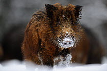 Wild boar (Sus scrofa) in the snow, Winter, Estonia.