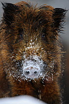 Portrat of a Wild boar (Sus scrofa)  foraging in the snow, Winter, Estonia.