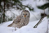 Ural owl (Strix uralensis) on thr ground in snow, Winter, Estonia.