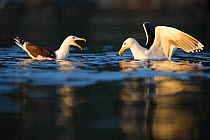 Two Greater black-backed gulls ( Larus marinus) vocalising on water, Flatanger, Norway, Scandinavia