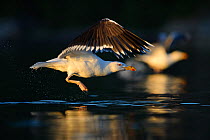 Greater black-backed gulls ( Larus marinus) taking off from water, Flatanger, Norway, Scandinavia