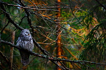 Ural owl ( Strix uralensis) perched on branch in boreal forest, Estonia