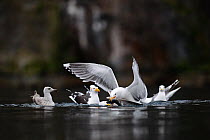 Small flock of Greater black-backed gulls ( Larus marinus) fighting over fish, Flatanger, Norway, Scandinavia