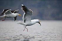 Two Greater black-backed gulls ( Larus marinus)in flight, one swallowing fish and the other in pursuit,  water, Flatanger, Norway, Scandinavia