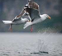 Two Greater black-backed gulls ( Larus marinus) flying over water, these two birds were fighting over a fish, which has just been dropped. Flatanger, Norway, Scandinavia