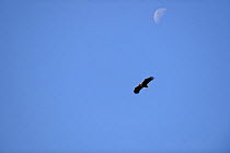 White-tailed sea eagle (Haliaeetus albicilla) in flight, high in the sky with the moon behind. Atlantic ocean, Flatanger, Norway, Scandinavia.