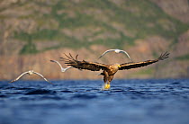 White-tailed sea eagle (Haliaeetus albicilla) in flight, hunting for fish, with gulls in pursuit. Atlantic ocean, Flatanger, Norway, Scandinavia.