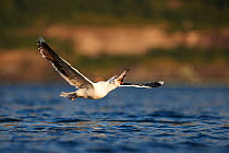 Greater black-backed gull ( Larus marinus) flying low over water, swallowing fish prey, Flatanger, Norway, Scandinavia