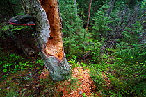 Hollow rotten tree with bracket fungi, woodland habitat, Estonia