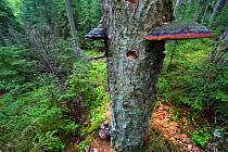 Hollow rotten tree with bracket fungus, woodland habitat, Estonia