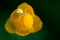 Golden rod Crab spider (Misumena vatia) on a globe flower (Trollius europaeus) Estonia