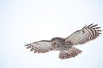 Ural owl (Strix uralensis) in flight, hunting in winter, Estonia