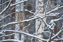 Ural owl (Strix uralensis) perched on snow covered branch, in woodland. Winter, Estonia.