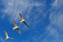 Three Herring gulls (Larus argentatus) in flight, Atlantic ocean, Flatanger, Norway, Scandinavia.