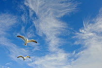 Flock of Herring gulls (Larus argentatus) in flight, Atlantic ocean, Flatanger, Norway, Scandinavia.