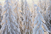 Spruce trees covered in snow (Picea abies) Winter, Estonia