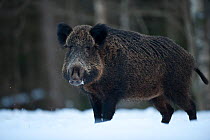 Portrait of a Wild boar (Sus scrofa) in the snow, winter, Estonia.