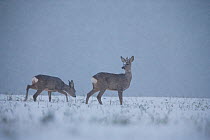 Two Roe deer (Capreolus capreolus) in Autumn blizzard, Estonia