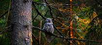 Ural owl (Strix uralensis) perched in boreal forest, Estonia. Digital composite