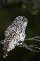 Female Ural owl (Strix uralenis) perched in Spruce tree, Estonia,