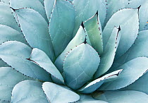 Close up of Agave leaves (Agave macroacantha)Botanical Garden, San Miguel de Allende,  Mexico