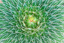 Agave close up abstract (Agave sp) Botanical Garden, San Miguel de Allende,  Mexico