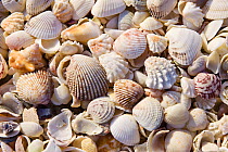 Seashells washed up on beach, Sanibel Island, Florida, USA