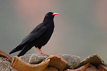 Alpine chough (Pyrrhocorax graculus) standing on roof tiles, this bird is nesting in an old house. Spain