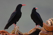 Alpine chough (Pyrrhocorax graculus) standing on roof tiles, this pair is nesting in an old house. Spain